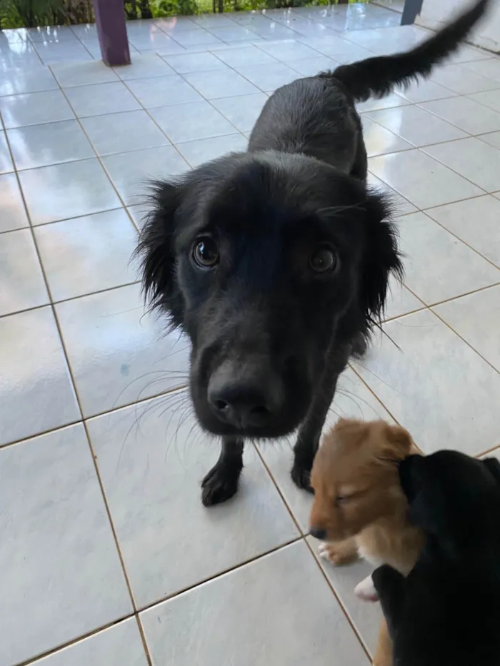 Cachorro ra a SRD-ViraLata idade 2 anos nome Estrela