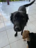 Estrela