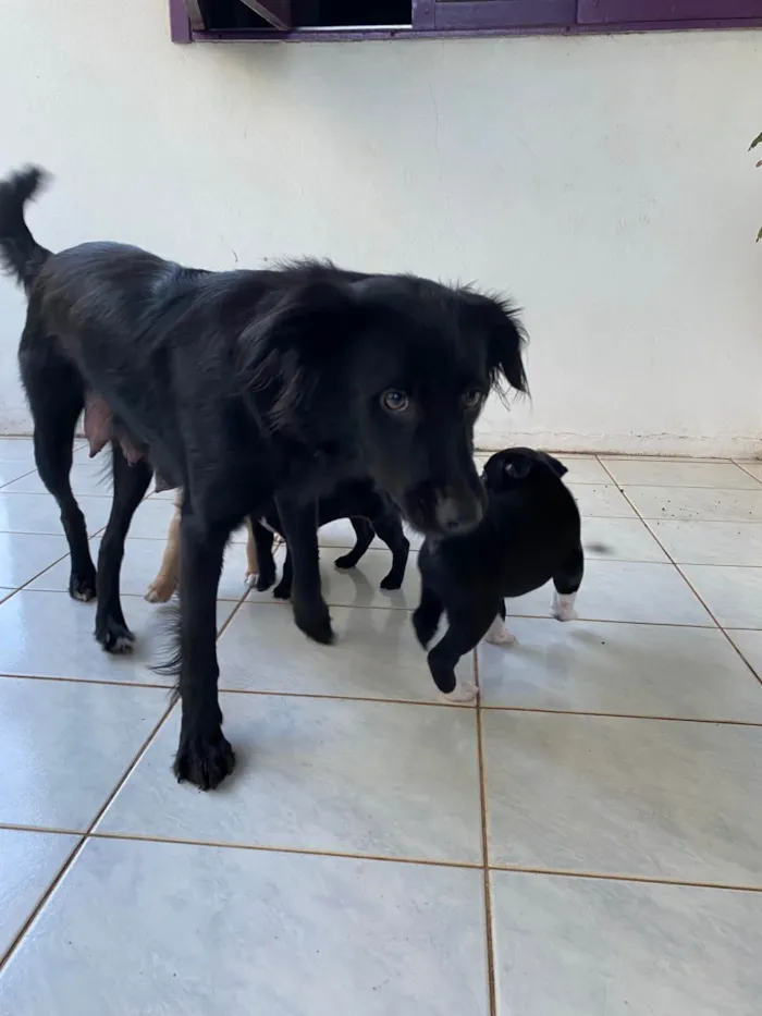 Cachorro ra a SRD-ViraLata idade 2 anos nome Estrela