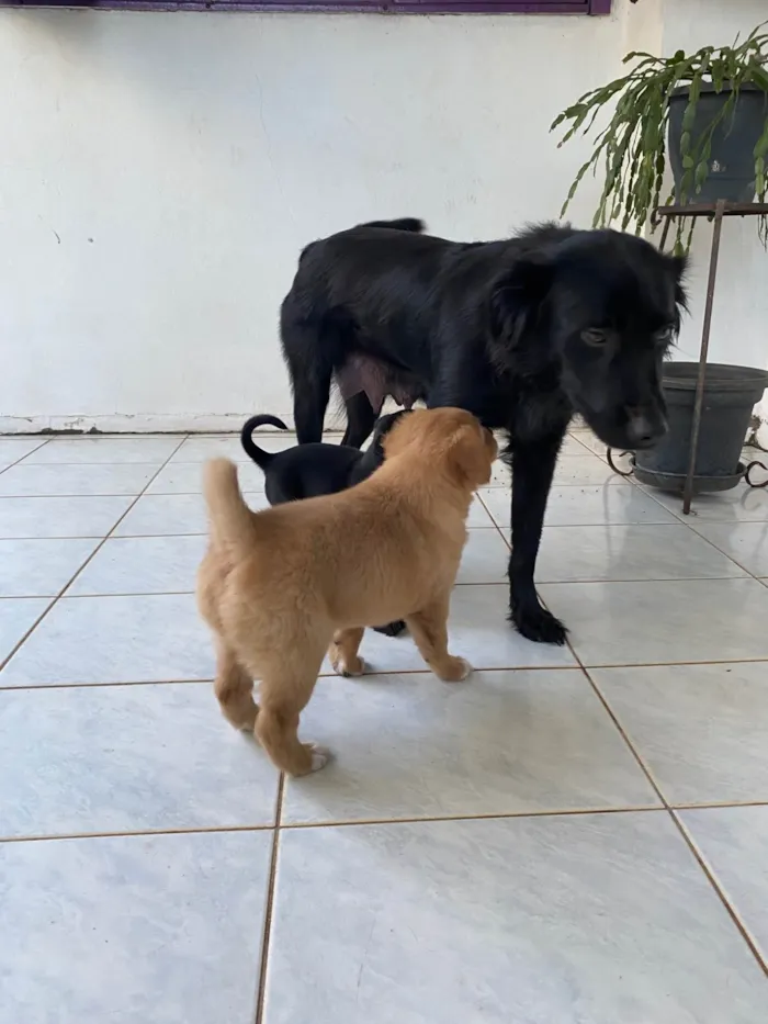 Cachorro ra a SRD-ViraLata idade 2 anos nome Estrela