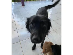 Cachorro raça SRD-ViraLata idade 2 anos nome Estrela