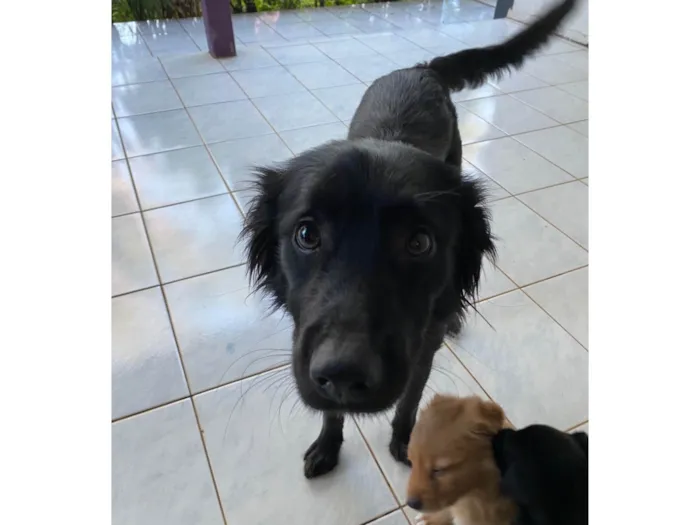 Cachorro ra a SRD-ViraLata idade 2 anos nome Estrela
