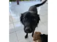 Estrela