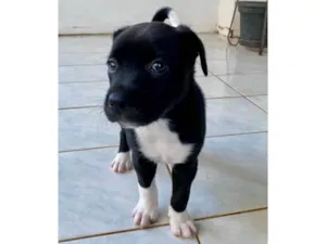 Cachorro raça SRD-ViraLata idade 2 a 6 meses nome Sweet