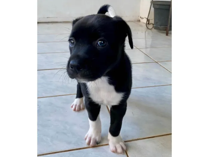 Cachorro ra a SRD-ViraLata idade 2 a 6 meses nome Sweet