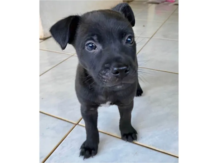 Cachorro ra a SRD-ViraLata idade 2 a 6 meses nome Angry 
