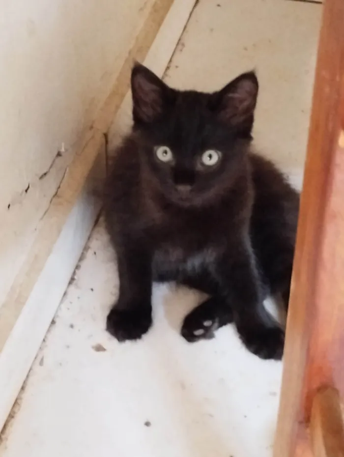 Gato ra a SRD-ViraLata idade Abaixo de 2 meses nome Nutella 