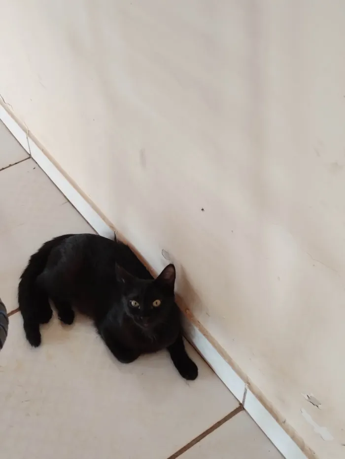 Gato ra a SRD-ViraLata idade Abaixo de 2 meses nome Nutella 