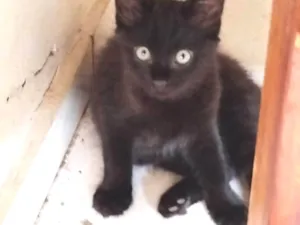 Gato raça SRD-ViraLata idade Abaixo de 2 meses nome Nutella 