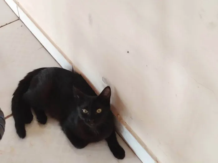 Gato ra a SRD-ViraLata idade Abaixo de 2 meses nome Nutella 