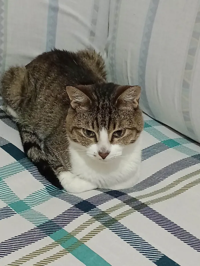 Gato ra a SRD-ViraLata idade 7 a 11 meses nome Dengoso