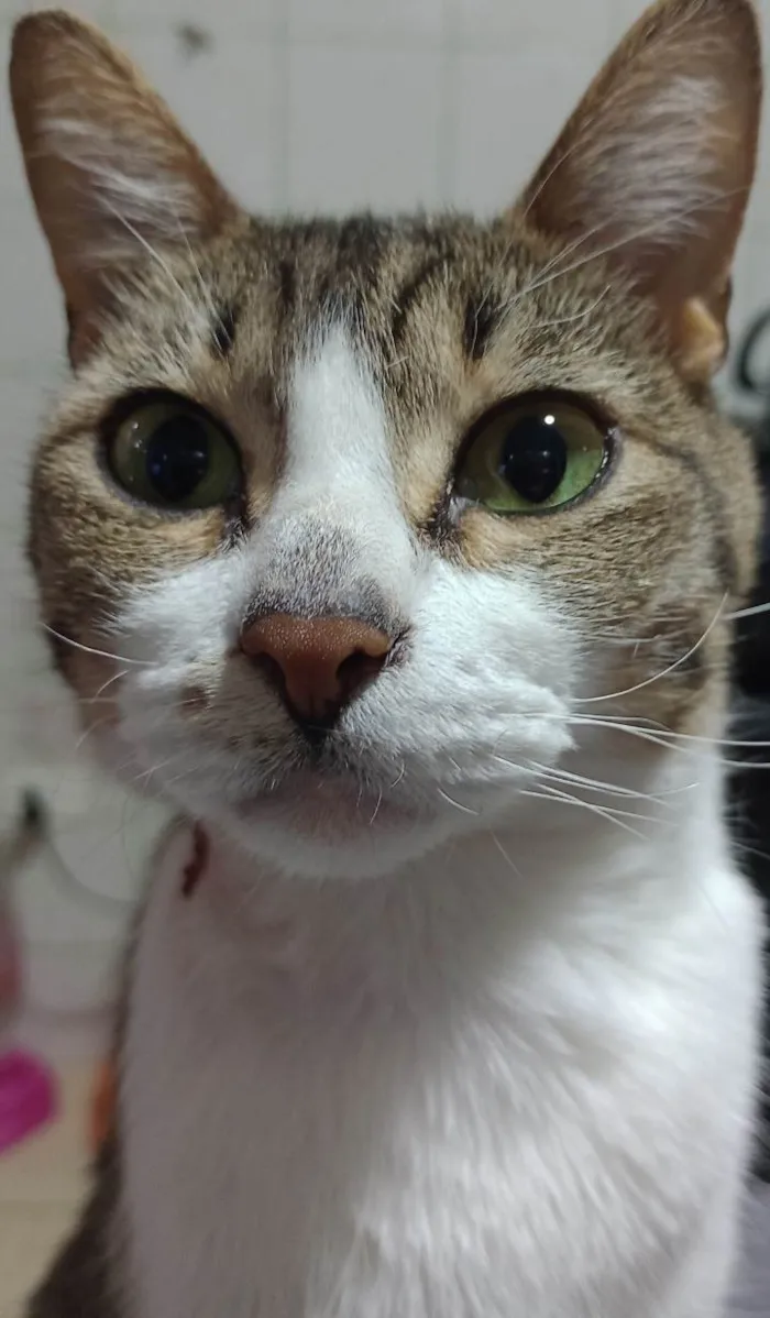 Gato ra a SRD-ViraLata idade 7 a 11 meses nome Dengoso