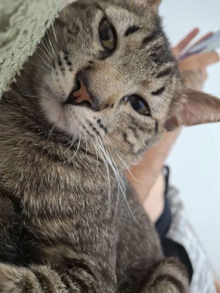 Gato ra a SRD-ViraLata idade 1 ano nome Bjorn