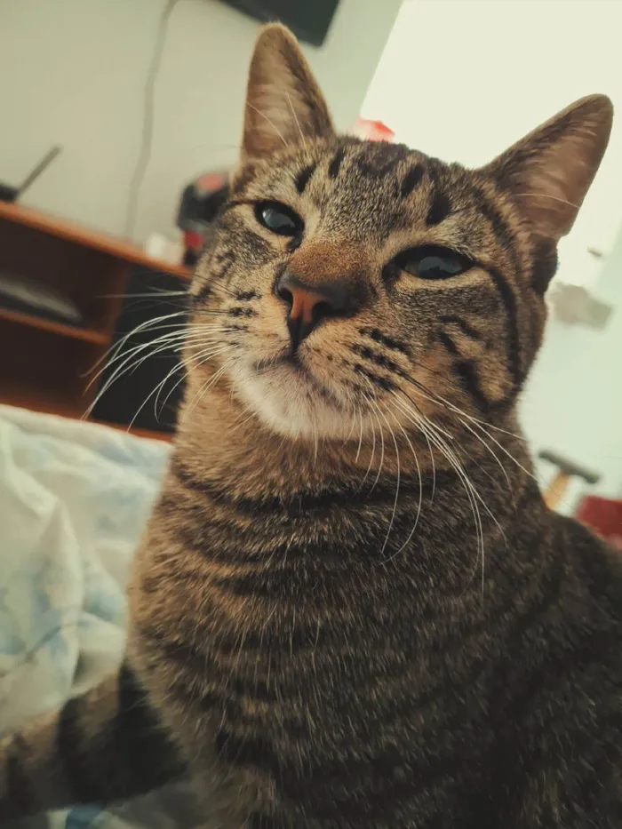 Gato ra a SRD-ViraLata idade 1 ano nome Bjorn
