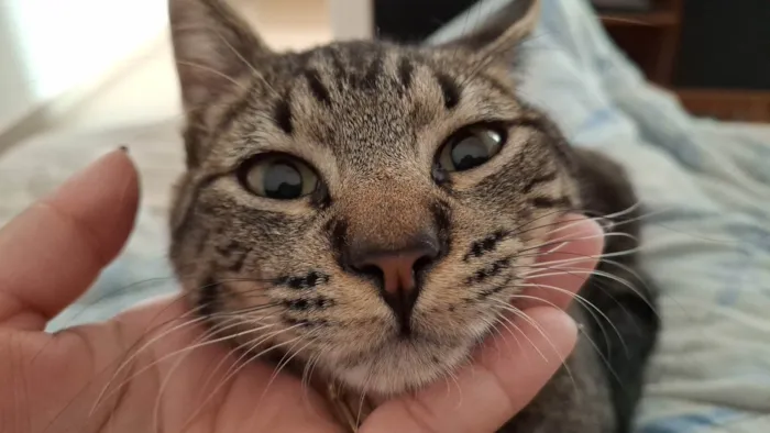 Gato ra a SRD-ViraLata idade 1 ano nome Bjorn