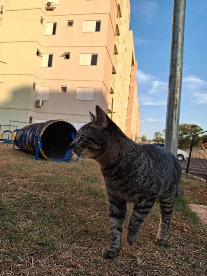 Gato ra a SRD-ViraLata idade 1 ano nome Bjorn