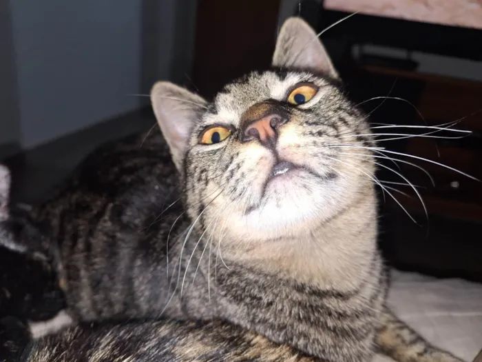 Gato ra a SRD-ViraLata idade 1 ano nome Bjorn