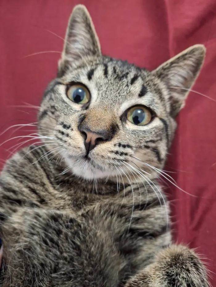Gato ra a SRD-ViraLata idade 1 ano nome Bjorn