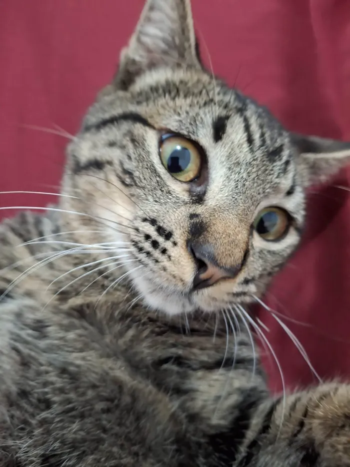 Gato ra a SRD-ViraLata idade 1 ano nome Bjorn