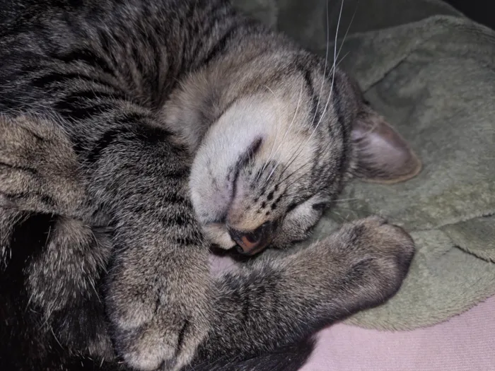 Gato ra a SRD-ViraLata idade 1 ano nome Bjorn