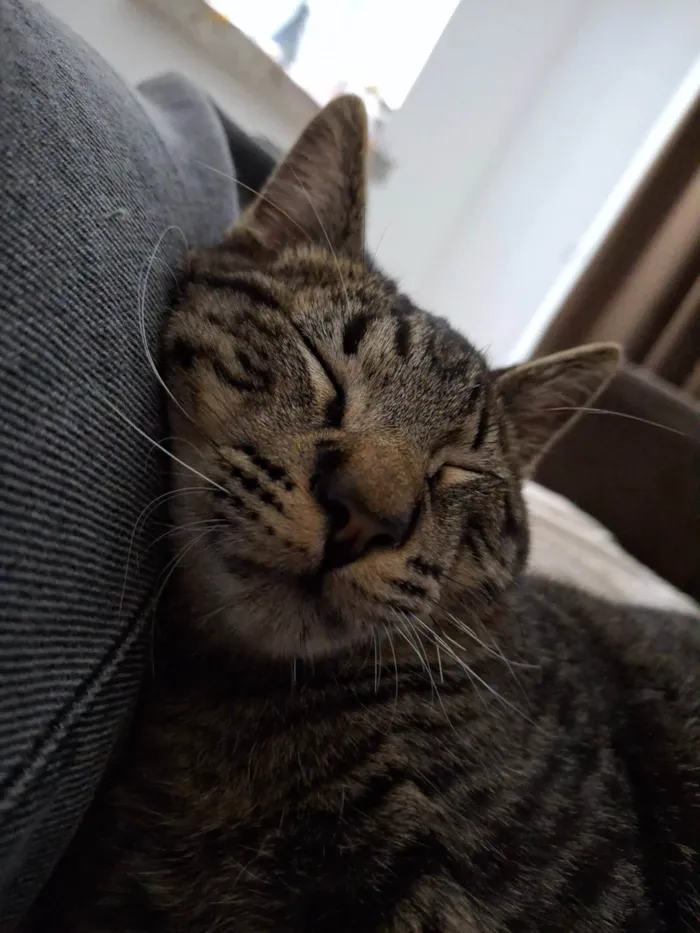 Gato ra a SRD-ViraLata idade 1 ano nome Bjorn