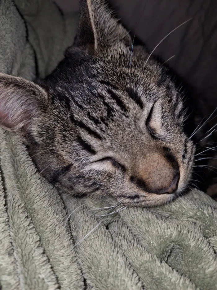 Gato ra a SRD-ViraLata idade 1 ano nome Bjorn