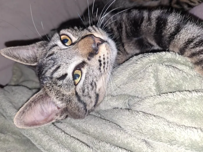 Gato ra a SRD-ViraLata idade 1 ano nome Bjorn