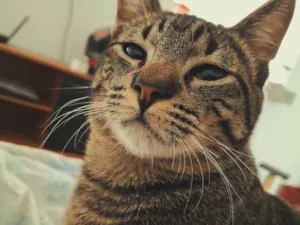 Gato raça SRD-ViraLata idade 1 ano nome Bjorn
