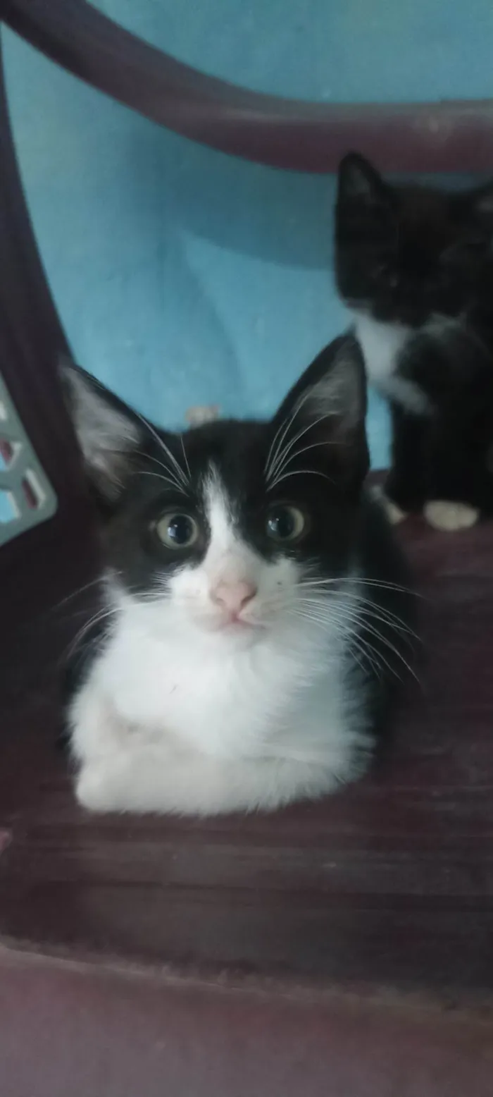 Gato ra a Siamês idade 2 a 6 meses nome Sem nome 