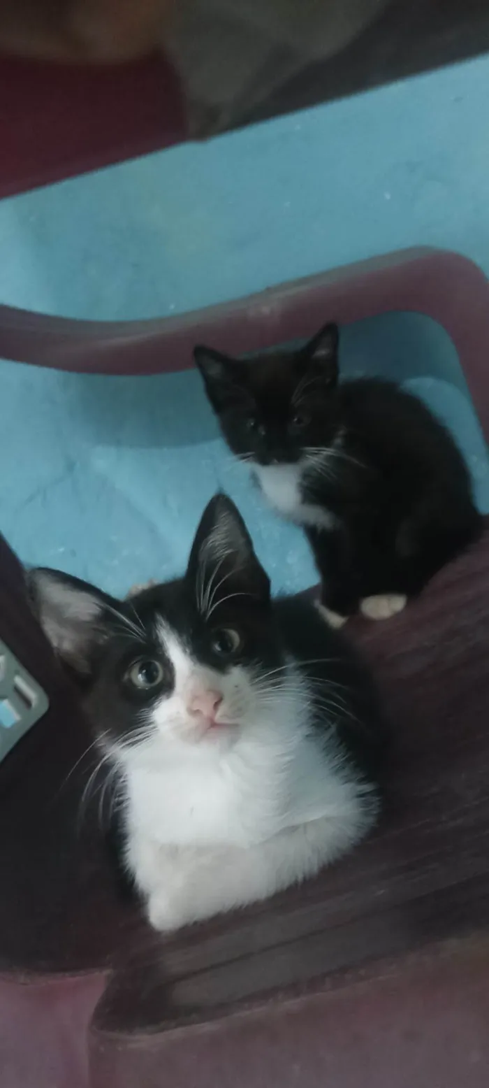 Gato ra a Siamês idade 2 a 6 meses nome Sem nome 
