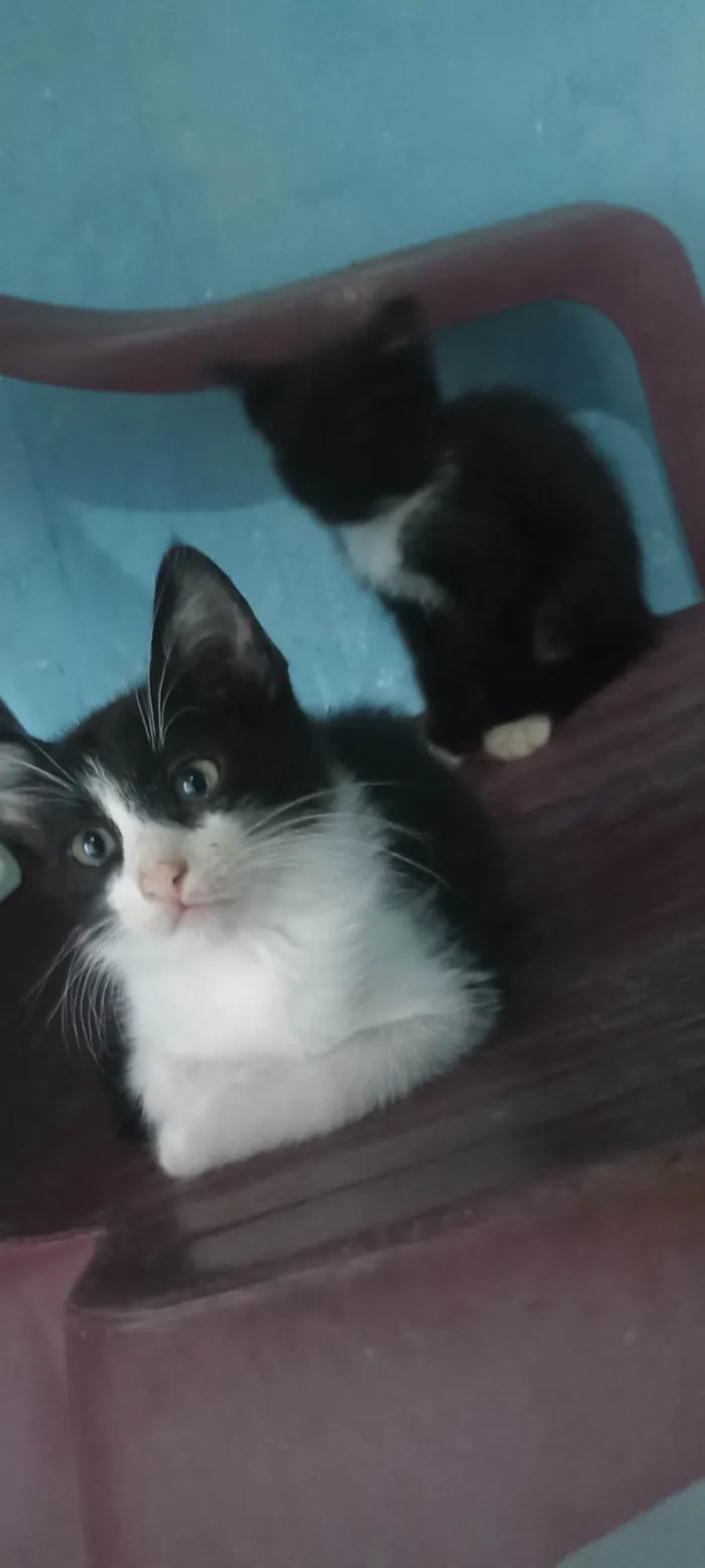 Gato ra a Siamês idade 2 a 6 meses nome Sem nome 