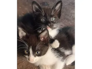 Gato raça Siamês idade 2 a 6 meses nome Sem nome 