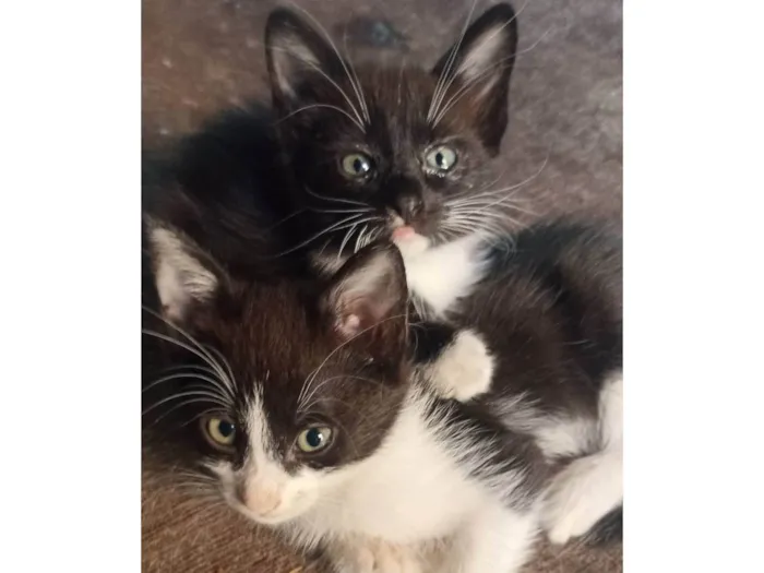 Gato ra a Siamês idade 2 a 6 meses nome Sem nome 