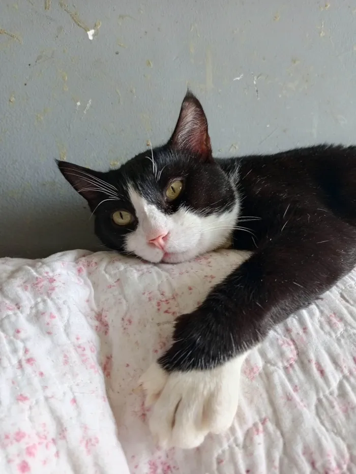 Gato ra a SRD-ViraLata idade 2 anos nome Lipe