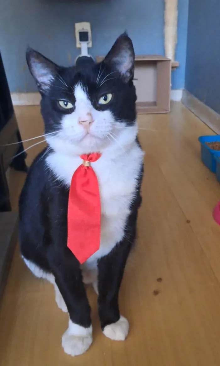 Gato ra a SRD-ViraLata idade 2 anos nome Lipe