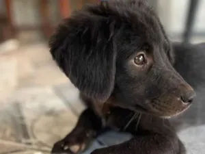 Cachorro raça SRD-ViraLata idade 2 a 6 meses nome Luna