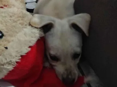 Cachorro raça SRD-ViraLata idade Abaixo de 2 meses nome BOLT