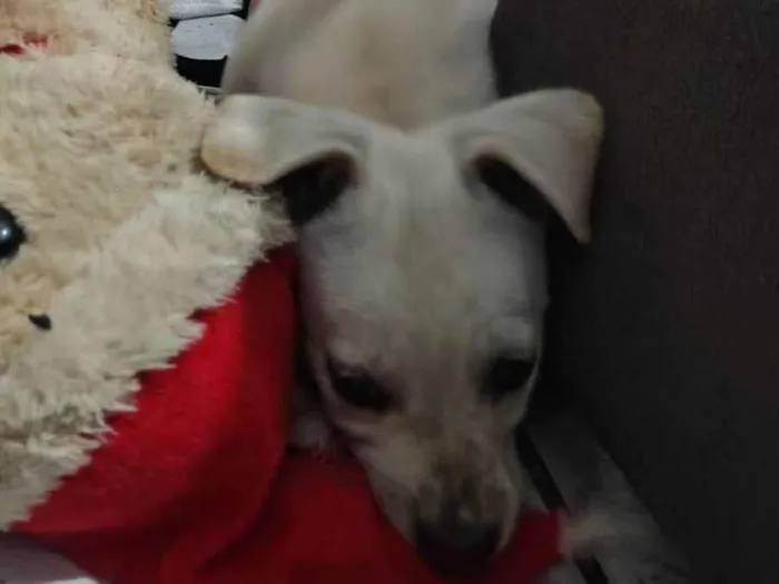 Cachorro ra a SRD-ViraLata idade Abaixo de 2 meses nome BOLT
