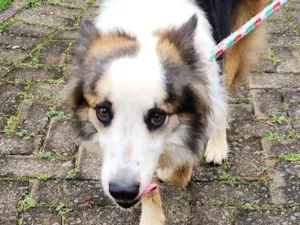 Cachorro raça SRD-ViraLata idade 2 anos nome Sem nome
