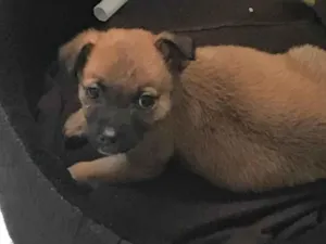 Cachorro raça SRD-ViraLata idade Abaixo de 2 meses nome Luna 