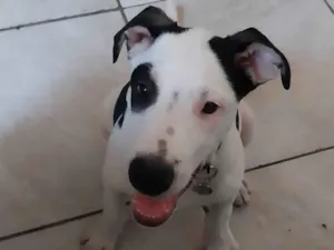 Cachorro raça SRD-ViraLata idade 2 a 6 meses nome Eros