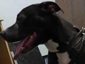 Cachorro raça Pit-Bull idade 6 ou mais anos nome Lolong