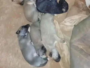 Cachorro raça SRD-ViraLata idade 2 a 6 meses nome Filhotes