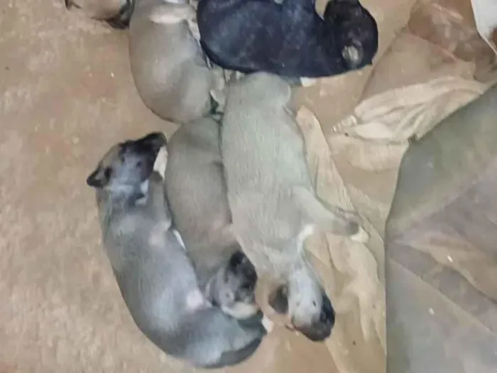 Cachorro ra a SRD-ViraLata idade 2 a 6 meses nome Filhotes