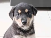 Cachorro raça SRD-ViraLata idade Abaixo de 2 meses nome Sem nome