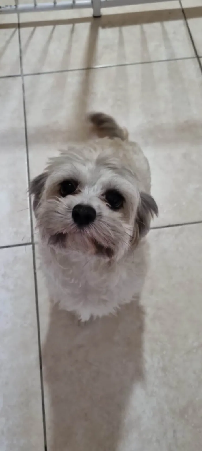 Cachorro ra a Lhasa Apso idade 5 anos nome Lisa