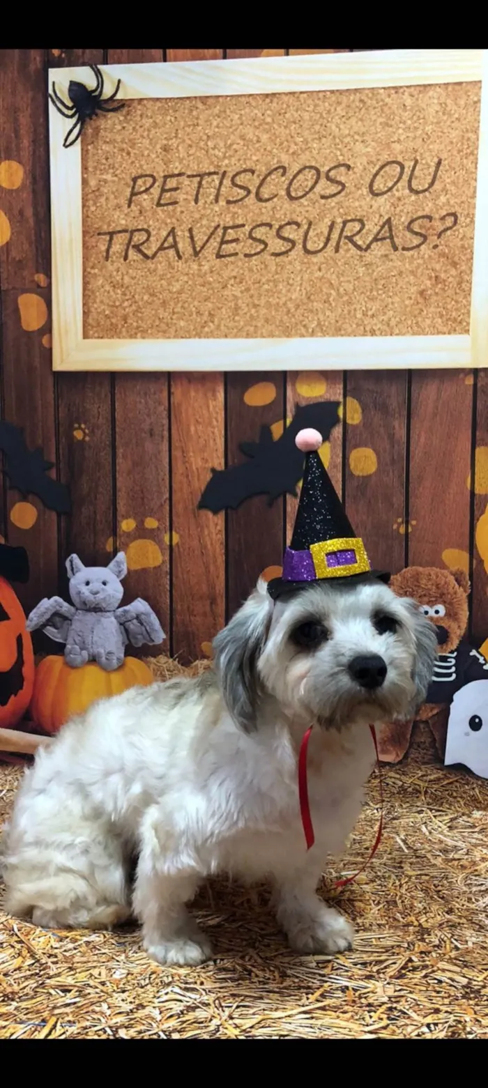 Cachorro ra a Lhasa Apso idade 5 anos nome Lisa