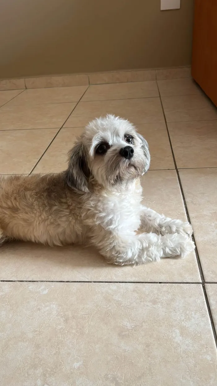 Cachorro ra a Lhasa Apso idade 5 anos nome Lisa