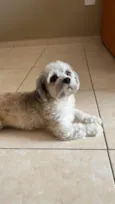 Lisa