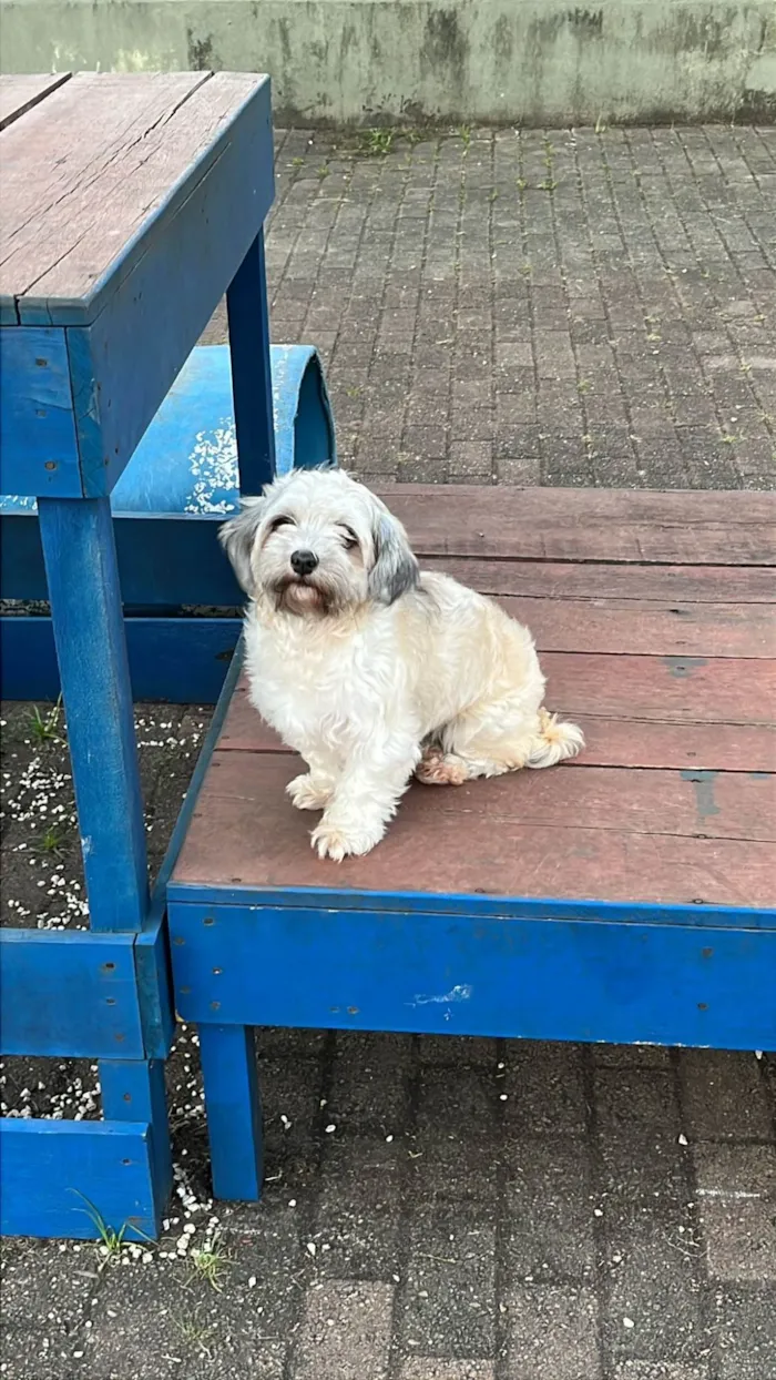 Cachorro ra a Lhasa Apso idade 5 anos nome Lisa